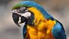 Macaw - Parrot